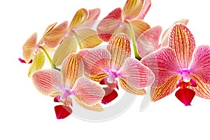 Pink orchid on white background