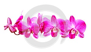 Pink Orchid on White Background