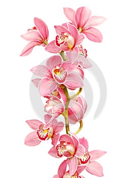 Pink Orchid photo