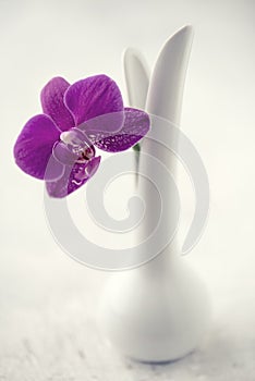 Pink Orchid white background