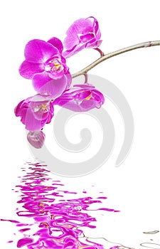 Pink orchid on a white background reflected in a water