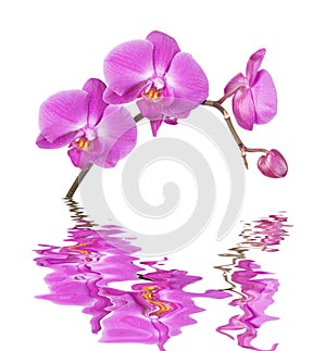 Pink orchid on a white background reflected in a water