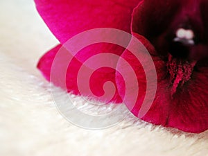 Pink Orchid on white fur 2 photo