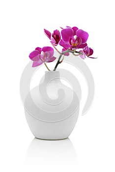 Pink orchid in white vase