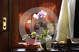Pink Orchid at windowsill