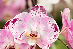Pink Orchid with Yellow Center