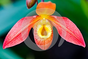 Pink orchid with yellow edge, Paphiopedilum, on green blurred ba photo