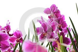 Pink orchids