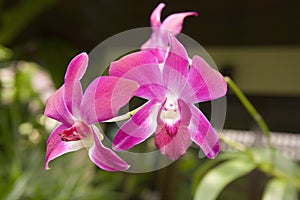 Pink orchids