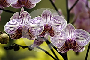 Pink Orchids