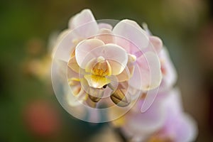 Pink orchids