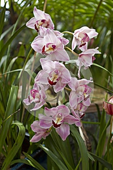 Pink Orchids