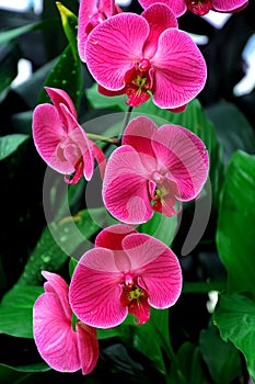 Pink Orchids