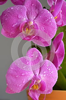 Pink orchids