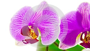 Pink orchids