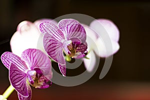 Pink orchids