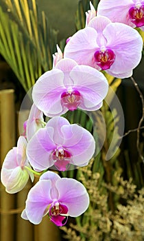 Pink orchids