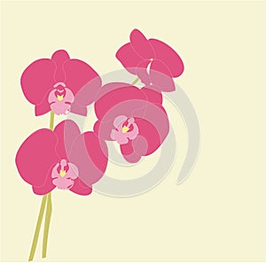 Pink orchids