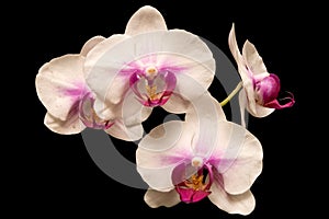 Pink orchids