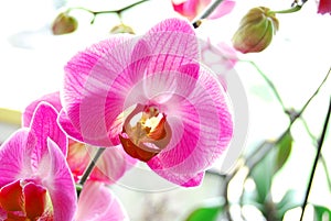 Pink Orchids