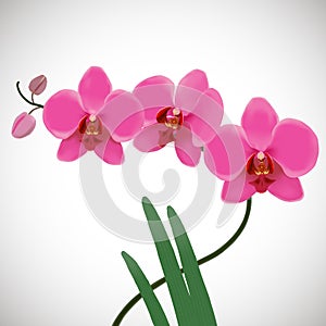 Pink orchids