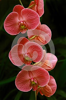 Pink Orchids