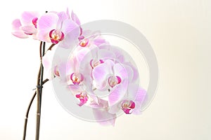 Pink orchids