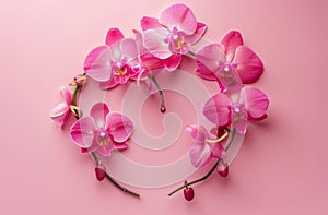 Pink Orchids Arranged in a Circle on Pink Background