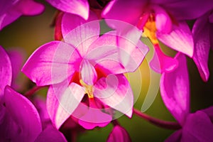 Pink orchids background