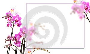Pink orchids background