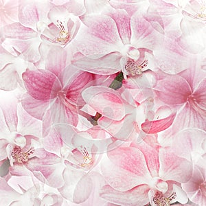 Pink orchids background. Floral pattern. Close up