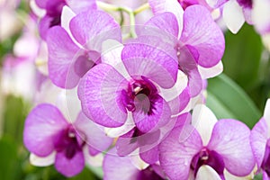 Pink Orchids in Bangkok, Thailand.