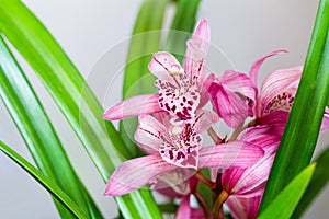 Pink orchids bloom in the spring
