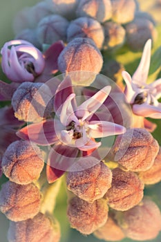 Pink orchids blooming