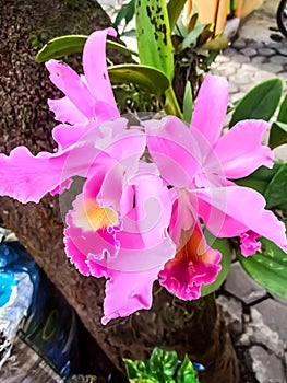 Pink orchids are blooming, attached to the mango tree