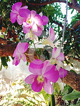 Pink orchids blooming fully