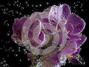 Pink orchids with bubbles close up on black background