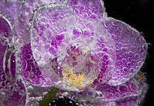 pink orchids with bubbles close up on black background