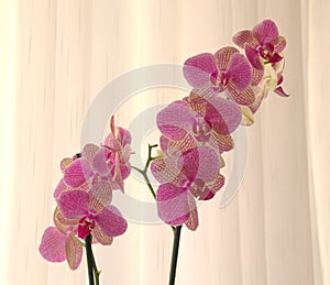 Pink orchids close up in front of a curtain