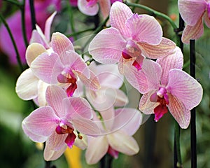 Pink orchids composition