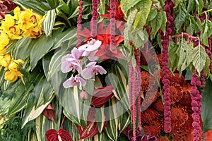 Pink orchids in a composition with amaranth, African proteas and guzmans