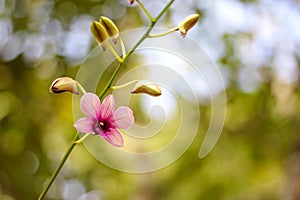 Pink orchids dendrobium  blooming in nature garden outdoor background