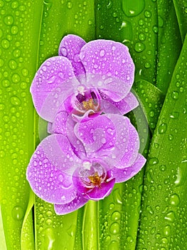 Pink orchids and dewy leaves