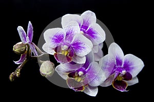 Pink orchids with droplets of water and copy space isolated on black