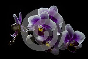 Pink orchids with droplets of water and copy space isolated on black