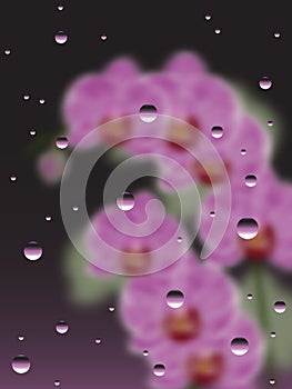 Pink Orchids With The Drops Of Water