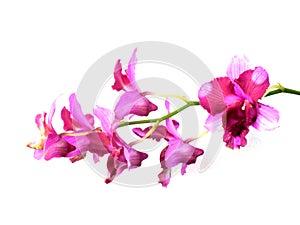 Pink orchids flower bouquet isolated on white background