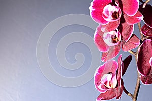 Pink orchids on the gray background