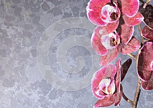 Pink orchids on gray textured background