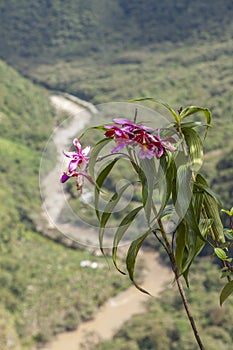 Pink orchids high up on the sacred Putucusi mountain, Peru photo